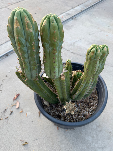 T pach "Campground" aka "Skip" (Large Mother Plant Well-Rooted in 15 Gal Pot)