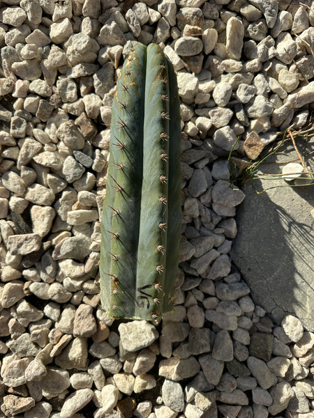 T peru “Verne’s Glaucous” (11” Tip)