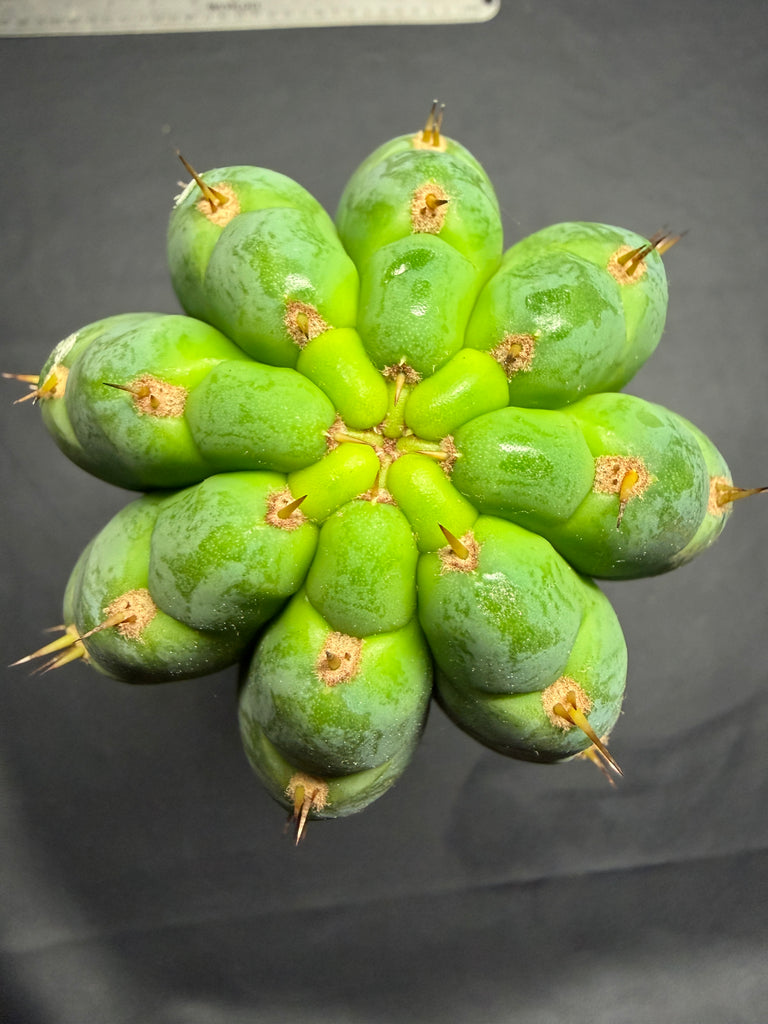 T peru "Atreyu" (Icaro Pheno 3) (13” Tip Cutting) (Rarely Released!)