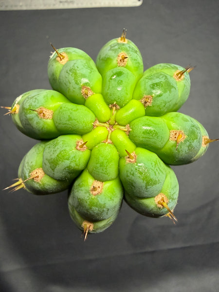 T peru "Atreyu" (Icaro Pheno 3) (13” Tip Cutting) (Rarely Released!)