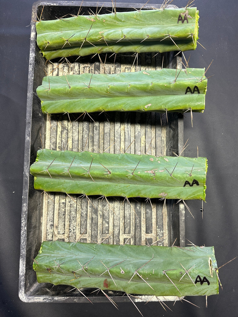 T bridge “Arid Art” (10-11” MID cuttings)