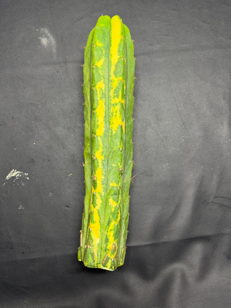 T “Dr Funkenstein" (13” Tip Cutting)