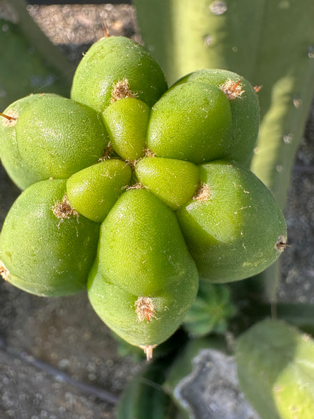 T pach "Legendary Matucana Pach" (LMP) (10-11” Tip cutting)