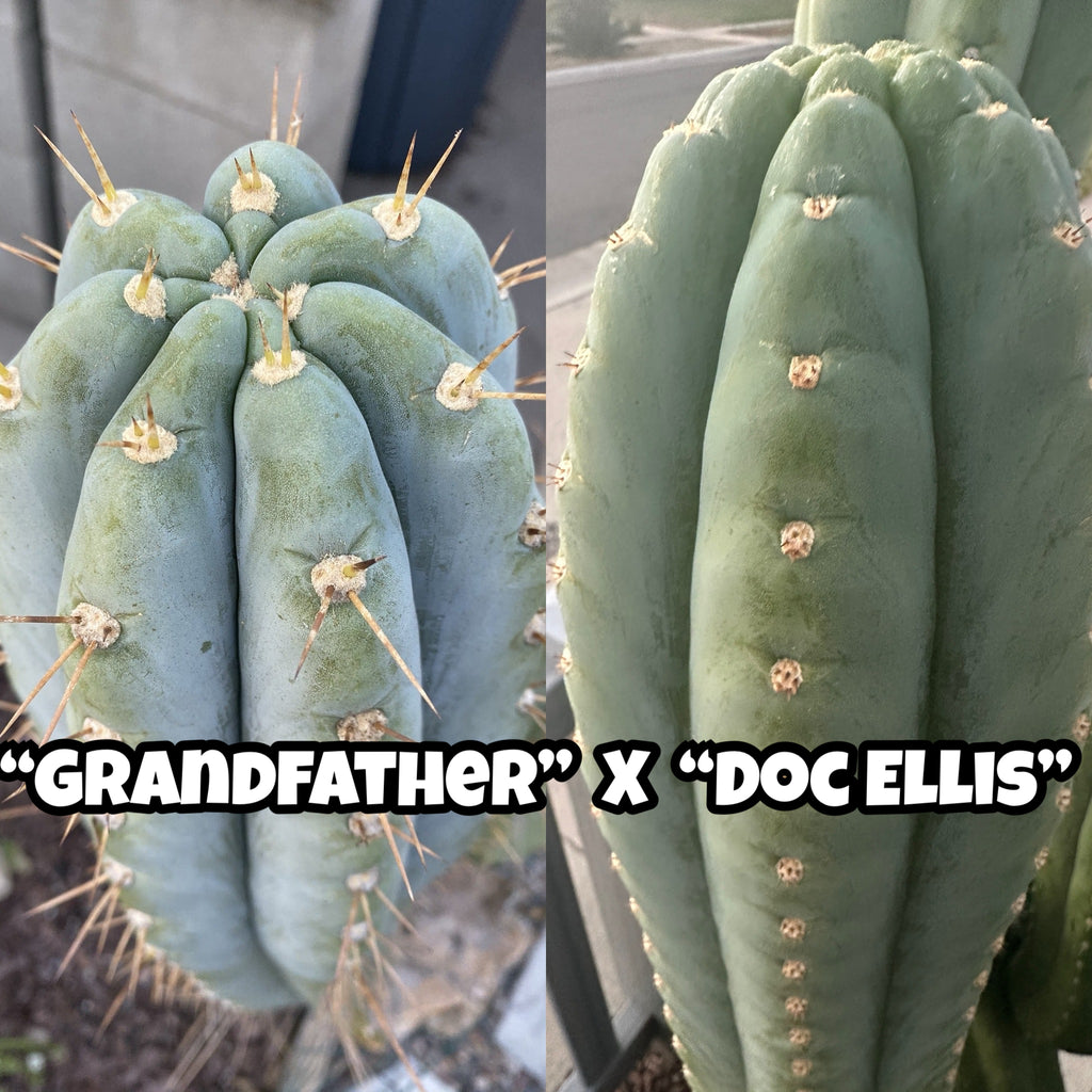 T peru “Grandfather” x T  peru “Doc Ellis” SEEDS