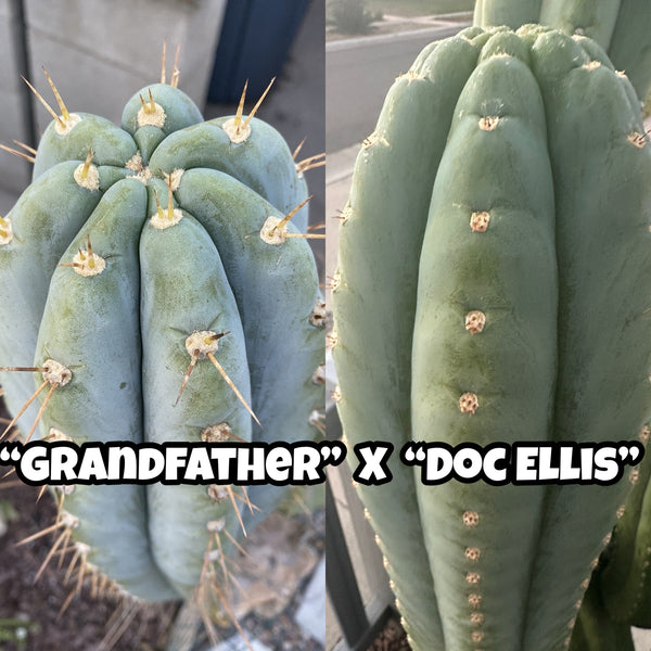 T peru “Grandfather” x T  peru “Doc Ellis” SEEDS