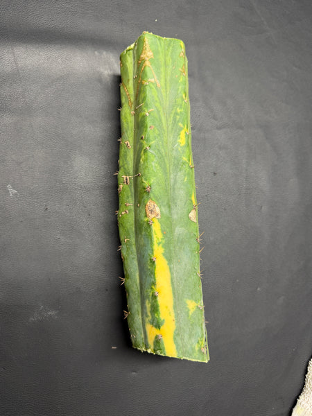 T “Dr Funkenstein" (10.5” MID Cutting)