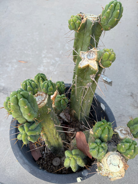 T bridge "Species C" aka “Unknown C” (Featured in Trout’s Notes) (Large Mother Plant Well-Rooted in 5.5 gal pot)