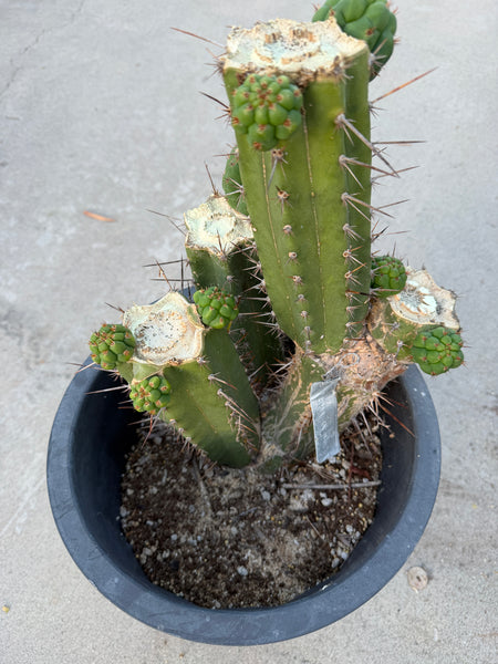 T pach x T bridge "American Jesus” (Lima x Bonita) (Large Mother Plant Well-Rooted in 5 Gal Pot)