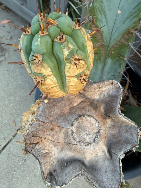 T macrogonus “BBB” (Large Mother Plant, Well-Rooted in 3 Gal Pot)