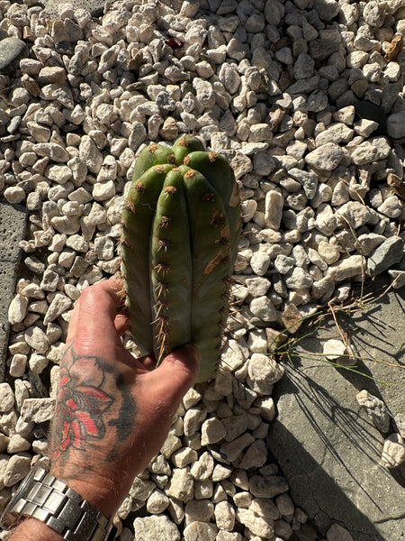 T peru “Verne’s Glaucous” (11” Tip)