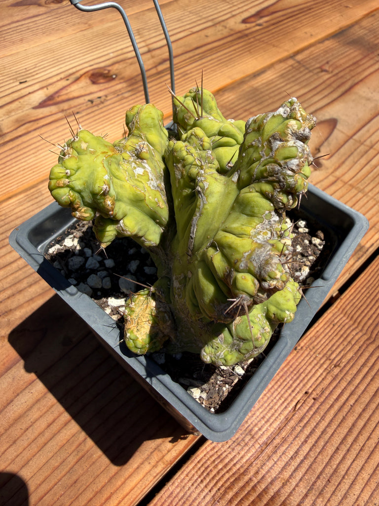 T bridge “TBMC” (Mutant) (Well Rooted in 5.5” pot) (1)