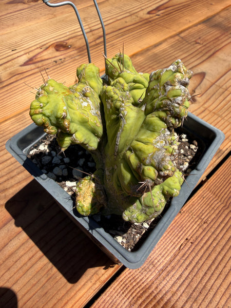 T bridge “TBMC” (Mutant) (Well Rooted in 5.5” pot) (1)