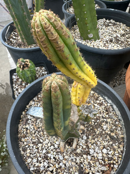 “NEON” (T peru “Sharxx” x (T peru subsp. puquiensis x T pach) “Tunjo”) (Rooted Graft in 1 Gal Pot)