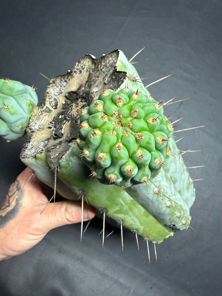 T peru “Sharxx Blue” (AUS) (10.5" MID Cut with 2 Pups!)