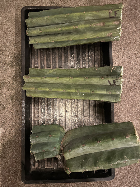 T pach "LANDFILL" (10-11” MID cuttings)
