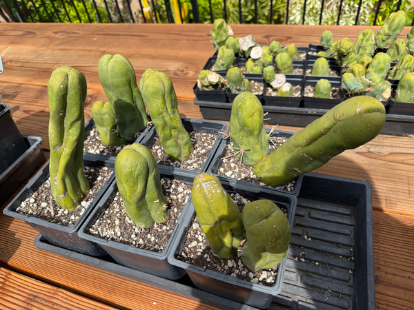 T bridge monstrose (TBM) “Penis Plant” (Clone A) [Well Rooted in 5” pot]