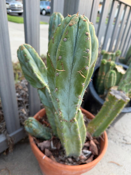 T macrogonus “BBB” (Large Mother Plant Well-Rooted in 5 Gal Pot)