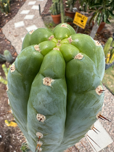 T peru (Ivan x Sharxx) “Grandma Betty” (8.5” Tip cut) (Rarely offered)
