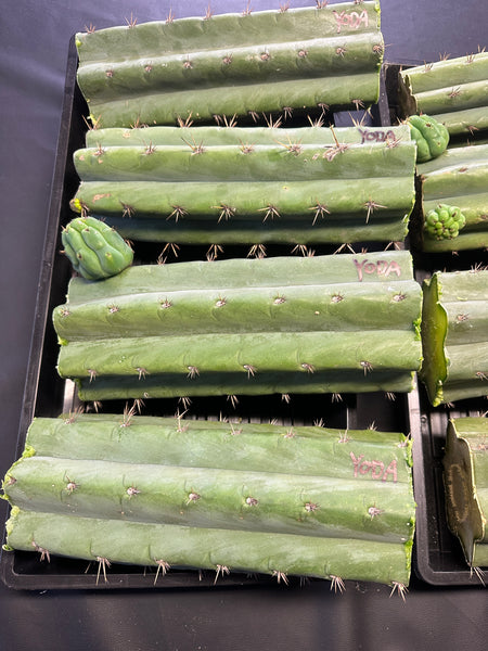 T pach "Yoda" (AUS) (10-11” MID cuttings) (FAT)