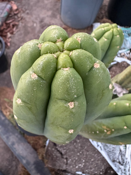 T pach "Soozy" (10-11” Tip cuttings)