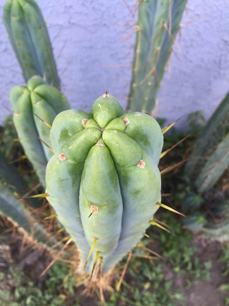 T bridge ”Lee” x T peru “Doc Ellis” SEED