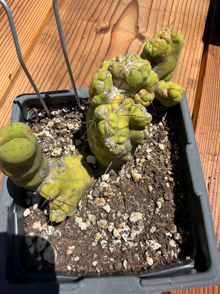 T bridge “TBMC” (Mutant) (Well Rooted in 5.5” pot) (2)