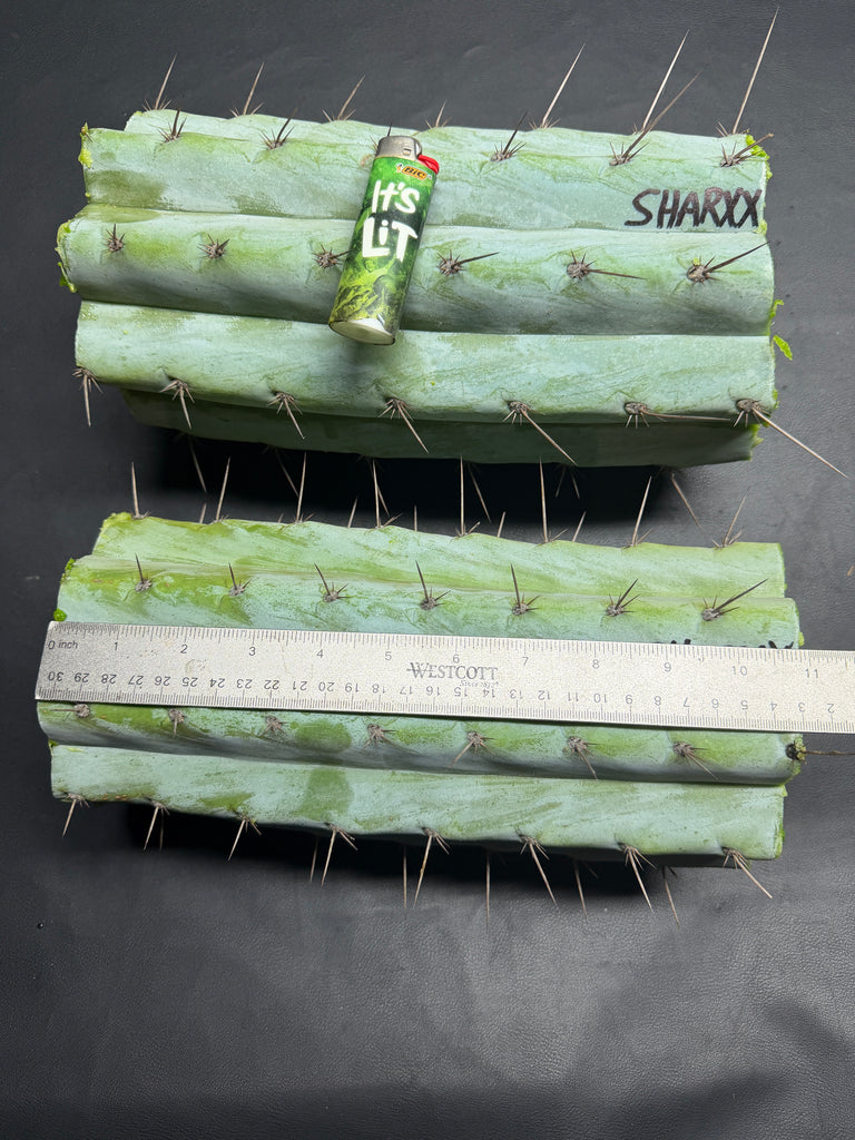 T peru “Sharxx Blue” (AUS) (11" MID Cuts)
