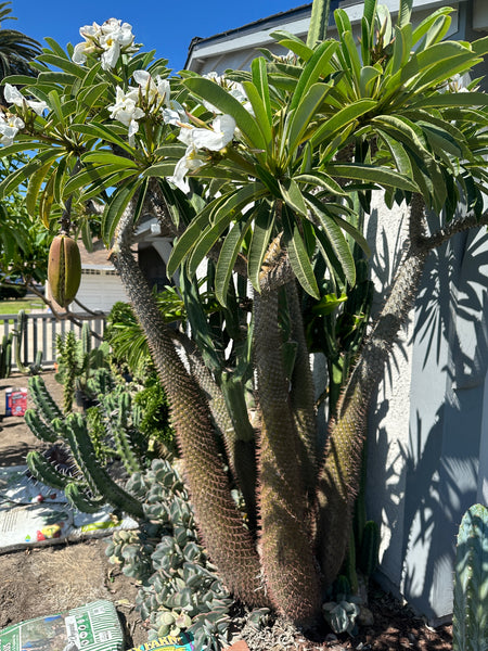 Madagascar Palm, Pachypodium lamerei (20 SEEDS)