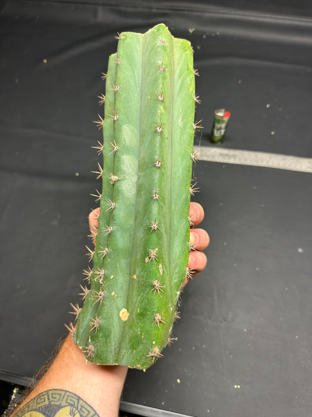 T pach "Lancas Mountains #1" (10.5” MID cutting)