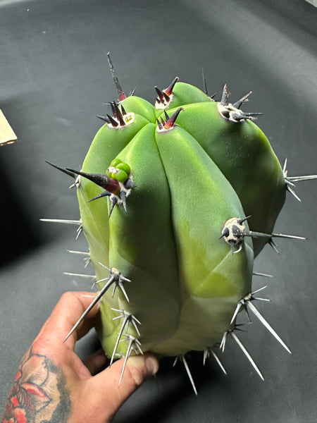 Big Box O’ Blue Myrtle (M. geometrizans) (Three 10-11” cuttings) (Great grafting stock!)