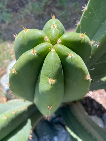 T peru “Grandfather” x T  scopulicola “Super Pedr0” SEEDS