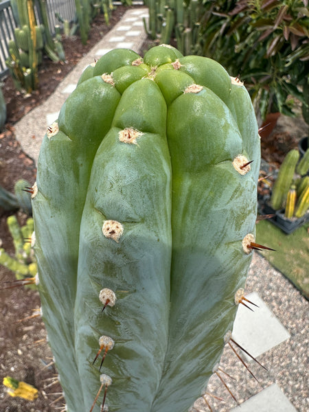 T peru (Ivan x Sharxx) “Grandma Betty” (8.5” Tip cut) (Rarely offered)