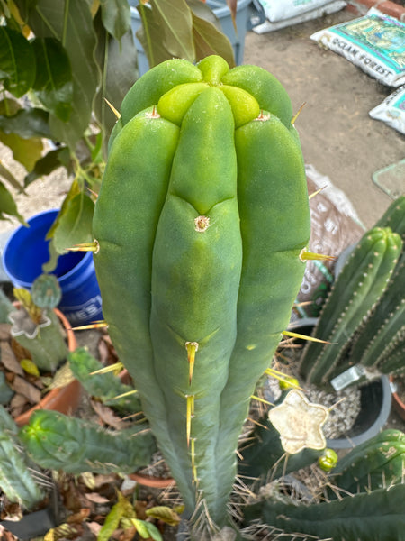 T bridge "Bruce" (AUS) (10-11" MID cutting)