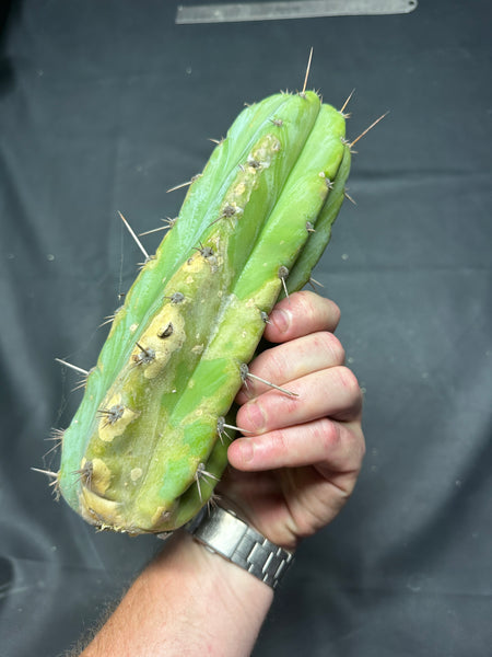 T peru (Ivan x Sharxx) “Grandma Betty” (8.5” Tip cut) (Rarely offered)