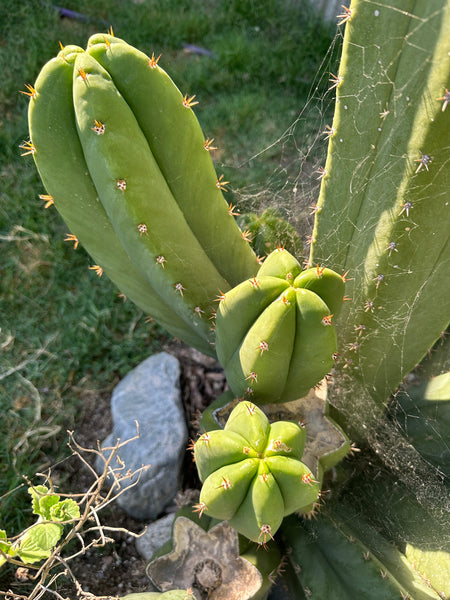 T peru “Grandfather” x T  scopulicola “Super Pedr0” SEEDS