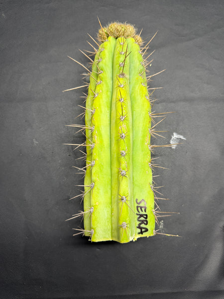 T peru “Serra Blue” (Serra Gardens) (10.5” Tip cutting) (With flower buds)