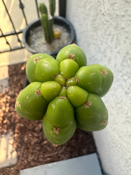 T pach JN30 “Roadside” (10-11” Tip Cutting)