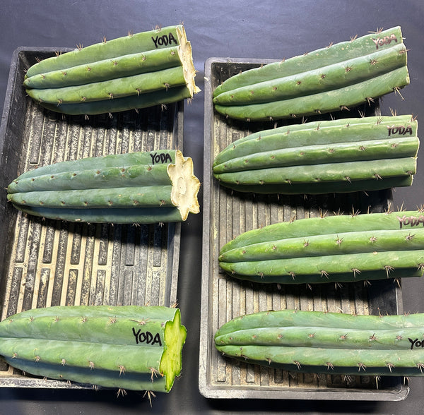 T pach "Yoda" (AUS) (10-11” Tip cuttings) (FAT)