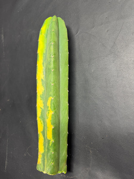 T pach "Green Leopard" [Variegated] (12" Tip Cut)