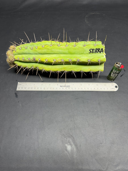 T peru “Serra Blue” (Serra Gardens) (10.5” Tip cutting) (With flower buds)