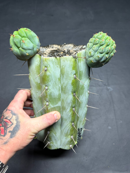 T peru “Sharxx Blue” (AUS) (10.5" MID Cut with 2 Pups!)