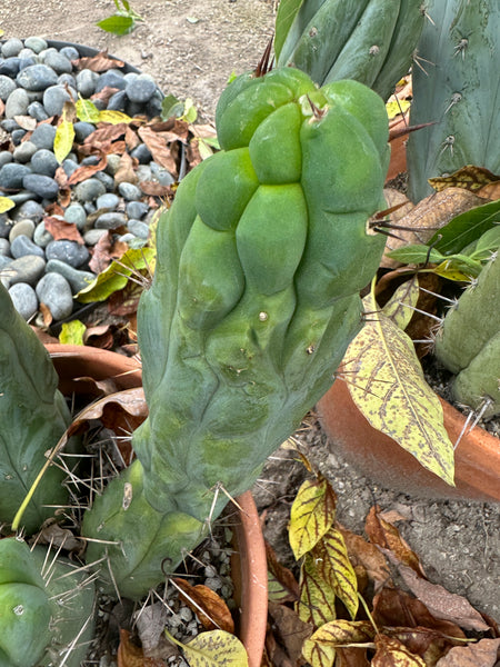 T bridge "Bruce" (AUS) (10-11" MID cutting)