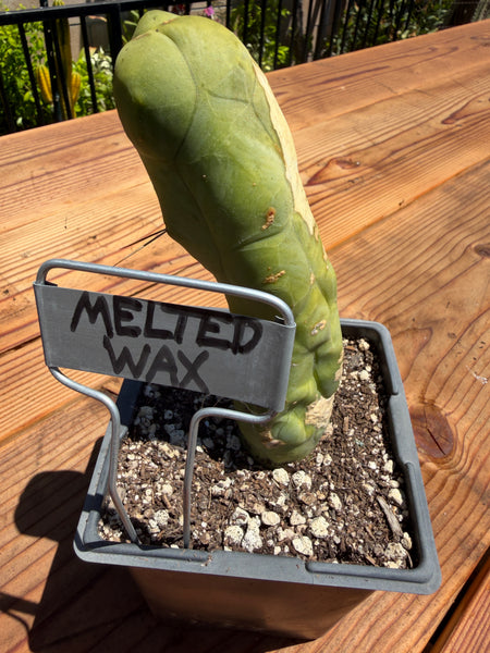 T bridge "Melted Wax" (Well Rooted in 5.5” pot) (2)