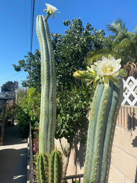 T peru “Grandfather” x T  scopulicola “Super Pedr0” SEEDS