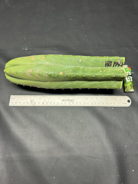 T pach “Huntington Beach Pach” aka “Surf City Pach” (11” Tip cut)