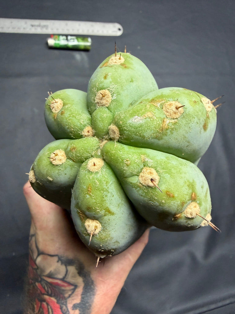 T peru "Shawty" (Icaro Pheno 4) (13" Tip Cutting) (Rarely Released!) (Gigantic Cut) (2)