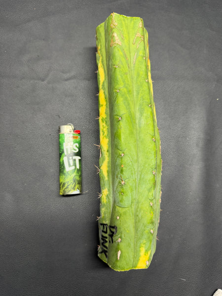 T “Dr Funkenstein" (10.5” MID Cutting)