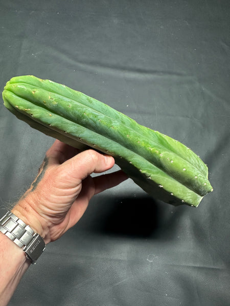 T pach "Ayabaca" (Star) (11.5” Tip cutting)