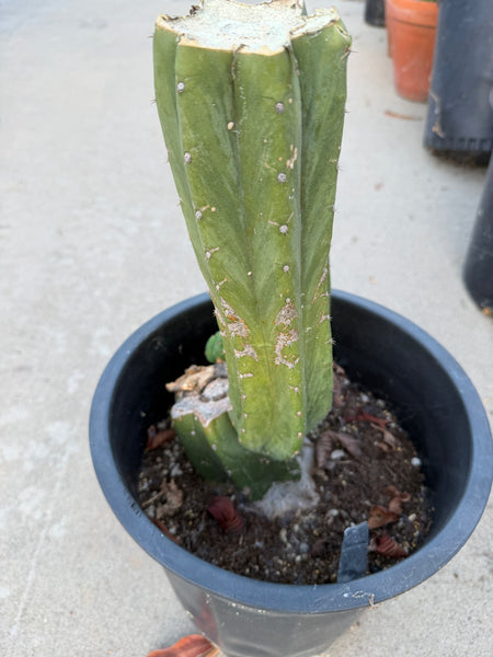 T pach “Huntington Beach” (HBP) (Large Mother Plant Well-Rooted in 5 Gal Pot)