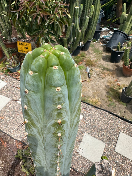 T peru (Ivan x Sharxx) “Grandma Betty” (8.5” Tip cut) (Rarely offered)